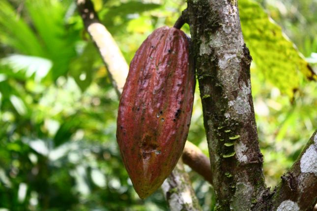 chez-gloria-cacao-tree.JPG