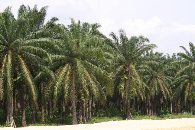 mompox-sangil-palm-plantation.JPG